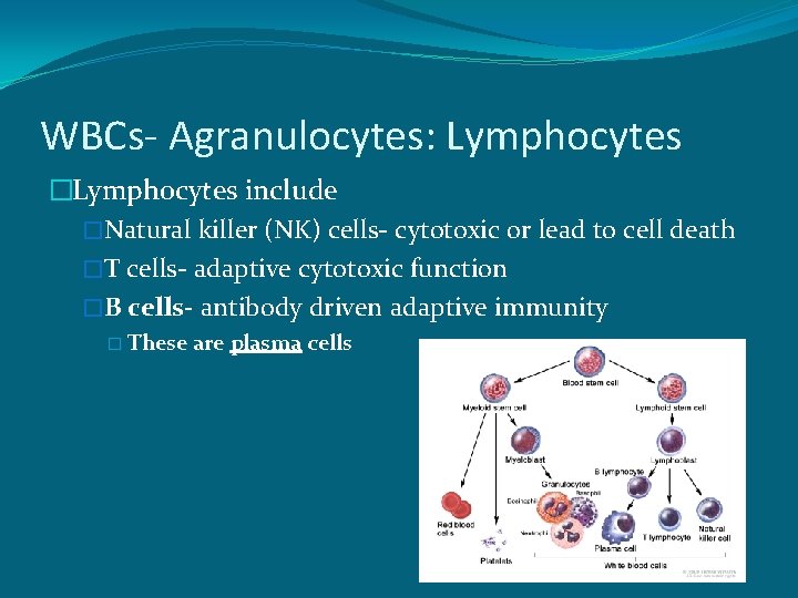 WBCs- Agranulocytes: Lymphocytes �Lymphocytes include �Natural killer (NK) cells- cytotoxic or lead to cell