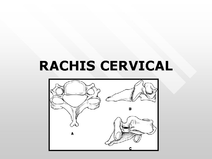 RACHIS CERVICAL RACHIS CERVICAL