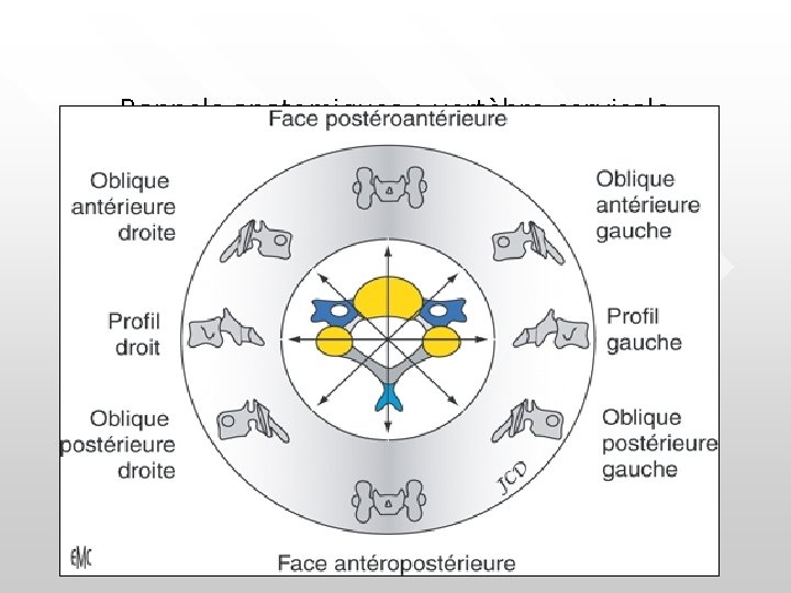 Rappels anatomiques : vertèbre cervicale Rappels anatomiques : vertèbre cervicale