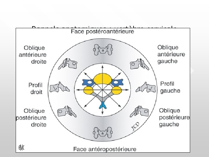 Rappels anatomiques : vertèbre cervicale 