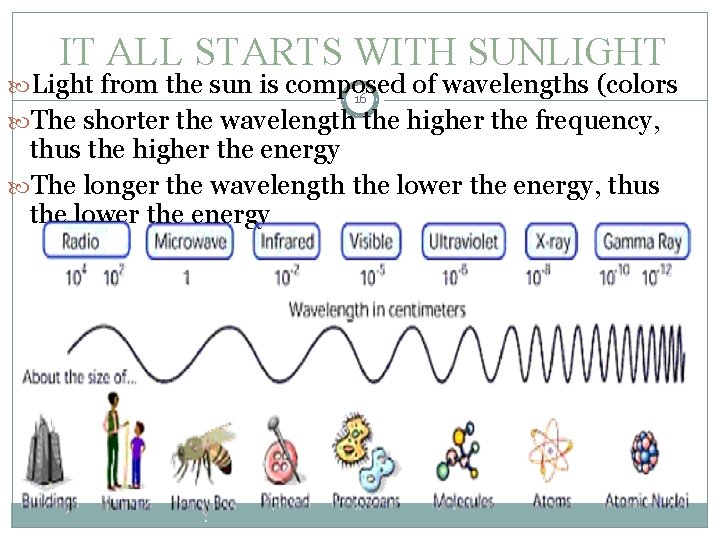 IT ALL STARTS WITH SUNLIGHT Light from the sun is composed of wavelengths (colors