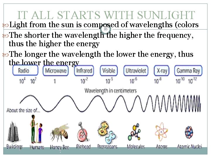 IT ALL STARTS WITH SUNLIGHT Light from the sun is composed of wavelengths (colors