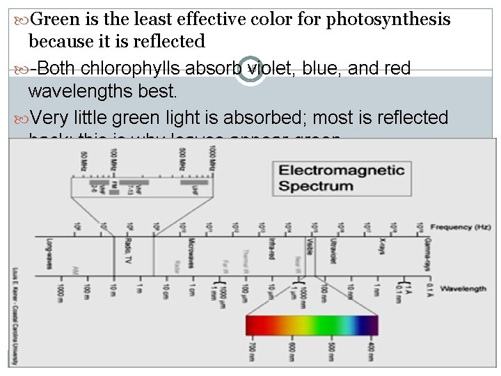  Green is the least effective color for photosynthesis because it is reflected -Both