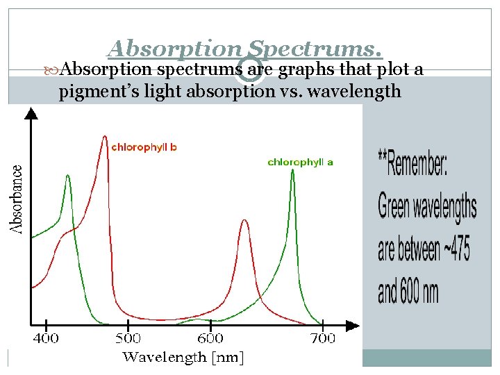 Absorption Spectrums. Absorption spectrums 19 are graphs that plot a pigment’s light absorption vs.