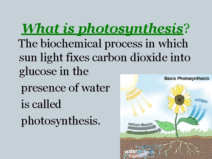 What is photosynthesis? The biochemical process in which sun light fixes carbon dioxide into