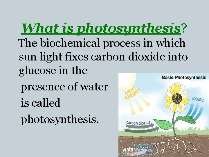 What is photosynthesis? The biochemical process in which sun light fixes carbon dioxide into