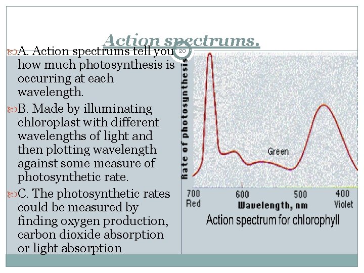 Action spectrums. A. Action spectrums tell you how much photosynthesis is occurring at each