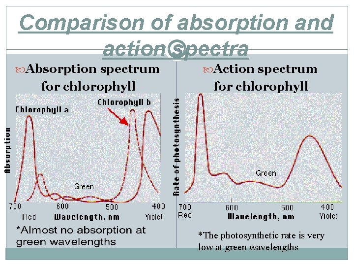 Comparison of absorption and action spectra 21 Absorption spectrum Action spectrum for chlorophyll *The