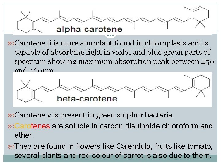 25 Carotene β is more abundant found in chloroplasts and is capable of absorbing