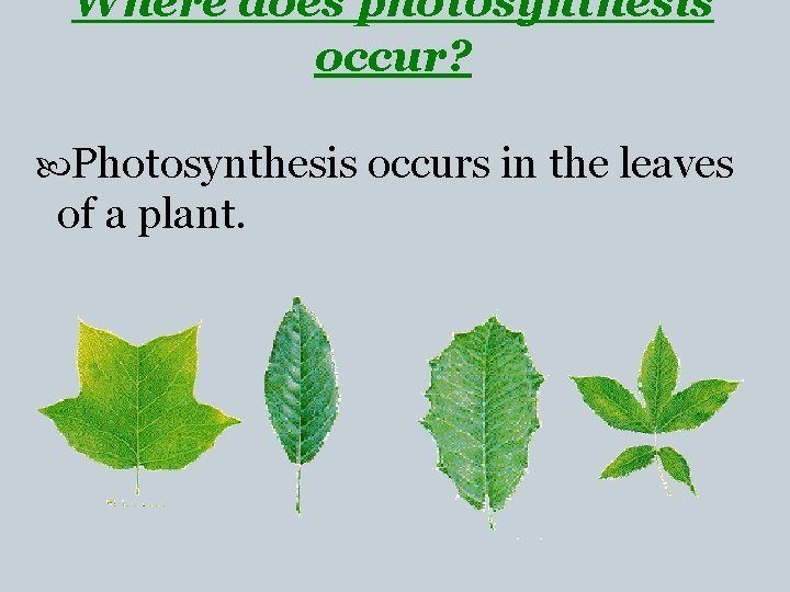 Where does photosynthesis occur? Photosynthesis occurs in the leaves of a plant. 
