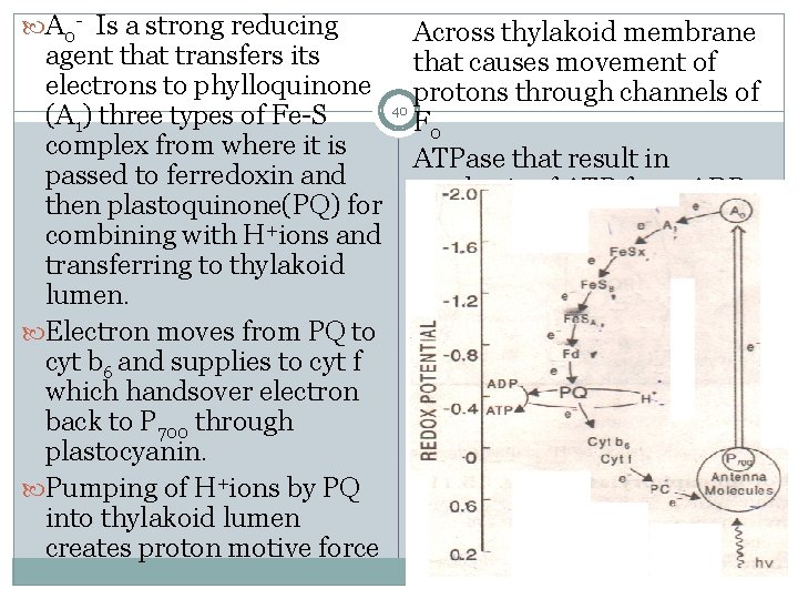  A 0 - Is a strong reducing Across thylakoid membrane agent that transfers