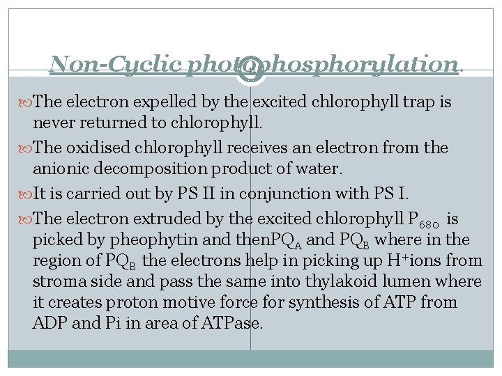 Non-Cyclic photophosphorylation. 41 The electron expelled by the excited chlorophyll trap is never returned