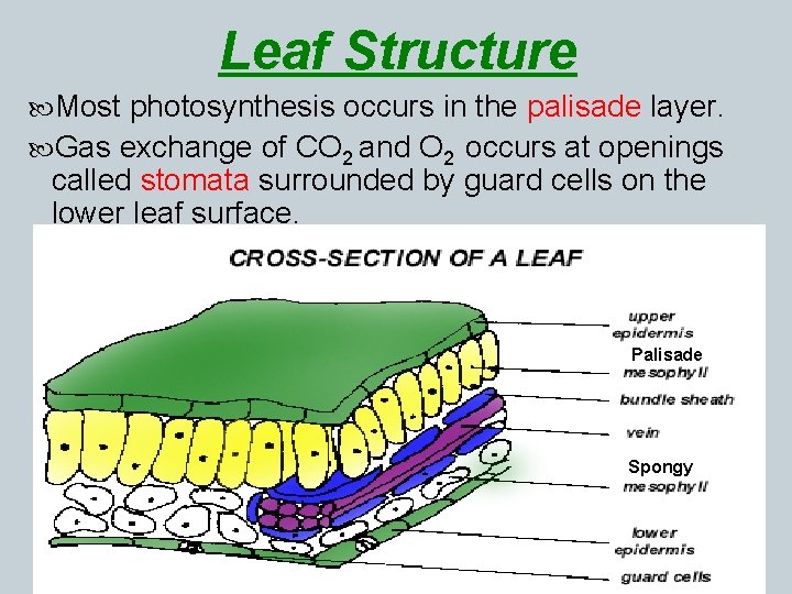 Leaf Structure Most photosynthesis occurs in the palisade layer. Gas exchange of CO 2