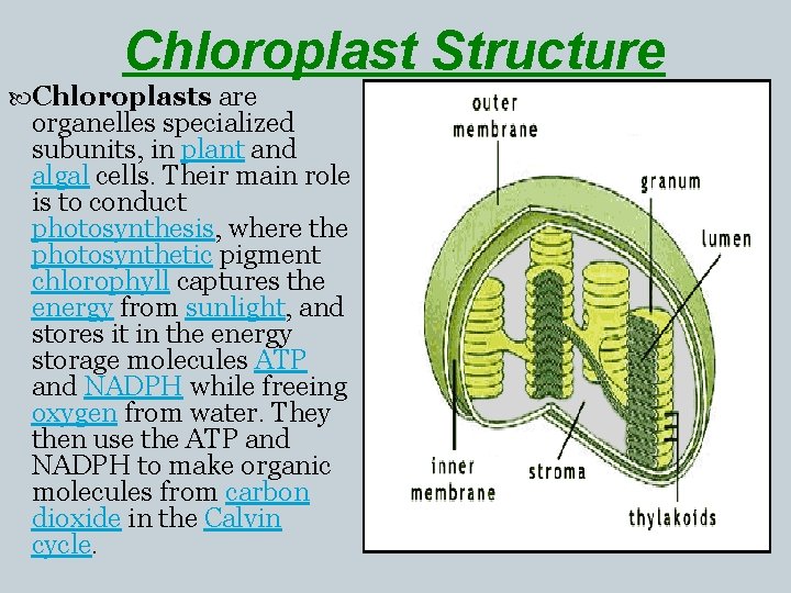 Chloroplast Structure Chloroplasts are organelles specialized subunits, in plant and algal cells. Their main
