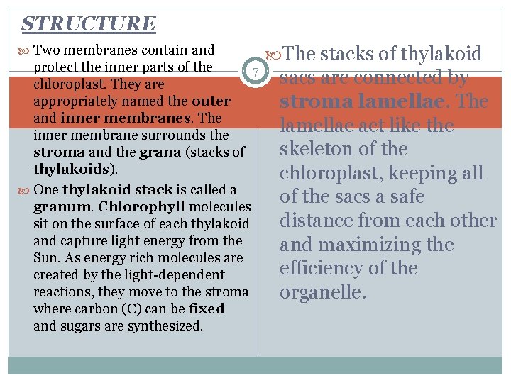 STRUCTURE Two membranes contain and protect the inner parts of the 7 chloroplast. They