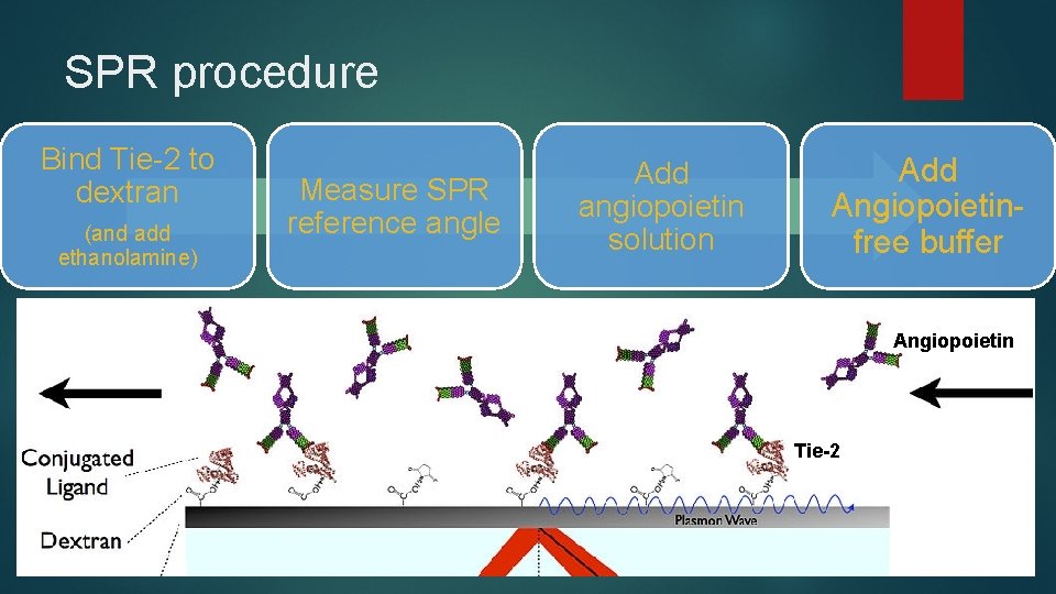 SPR procedure Bind Tie-2 to dextran (and add ethanolamine) Measure SPR reference angle Add