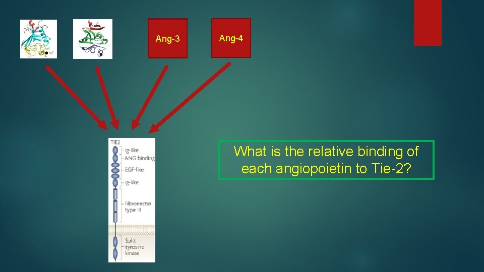 Ang-3 Ang-4 What is the relative binding of each angiopoietin to Tie-2? 