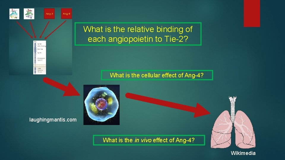 What is the relative binding of each angiopoietin to Tie-2? What is the cellular