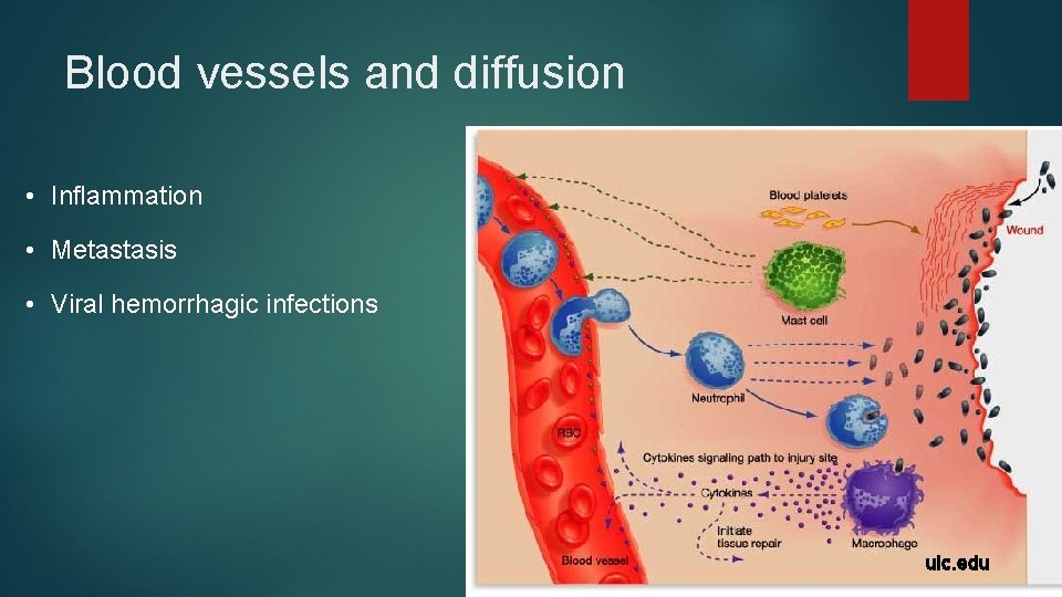 Blood vessels and diffusion • Inflammation • Metastasis • Viral hemorrhagic infections uic. edu