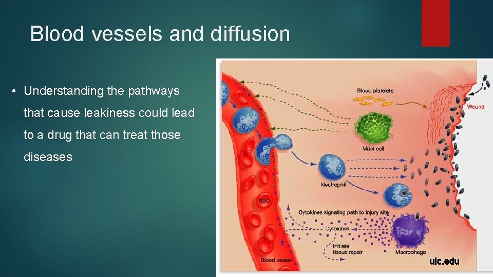 Blood vessels and diffusion • Understanding the pathways that cause leakiness could lead to