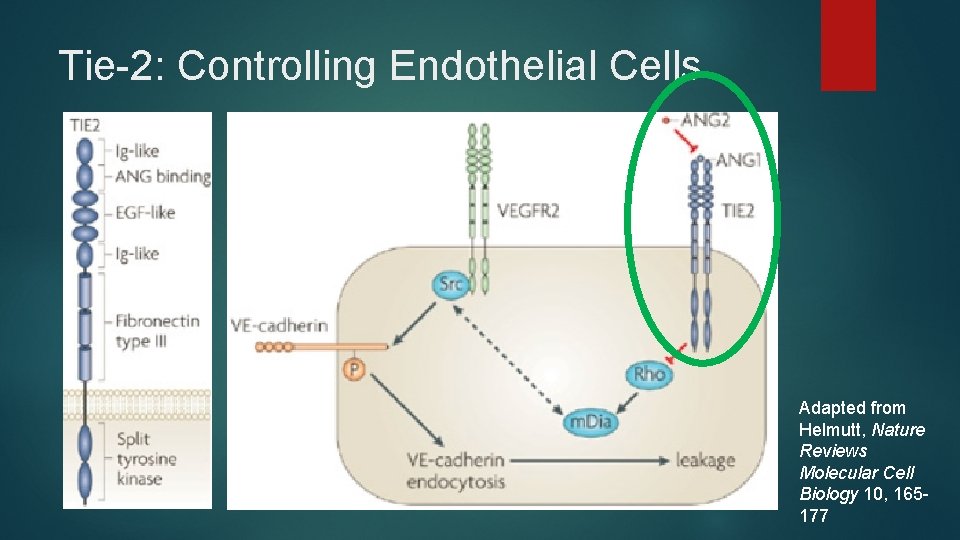 Tie-2: Controlling Endothelial Cells Adapted from Helmutt, Nature Reviews Molecular Cell Biology 10, 165177