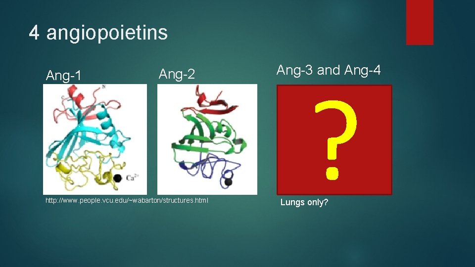 4 angiopoietins Ang-1 Ang-2 http: //www. people. vcu. edu/~wabarton/structures. html Ang-3 and Ang-4 ?