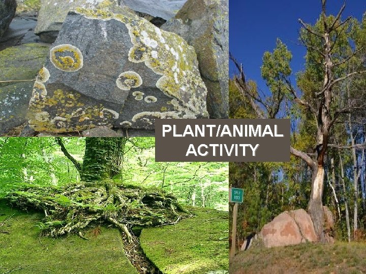 PLANT/ANIMAL ACTIVITY 
