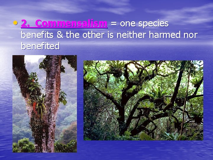 • 2. Commensalism = one species benefits & the other is neither harmed • 2. Commensalism = one species benefits & the other is neither harmed