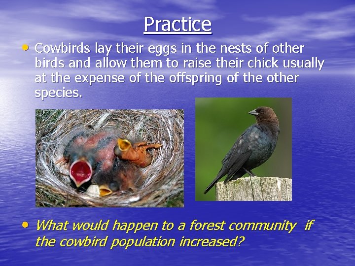 Practice • Cowbirds lay their eggs in the nests of other birds and allow