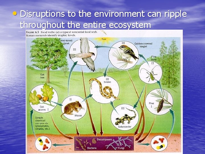  • Disruptions to the environment can ripple throughout the entire ecosystem 