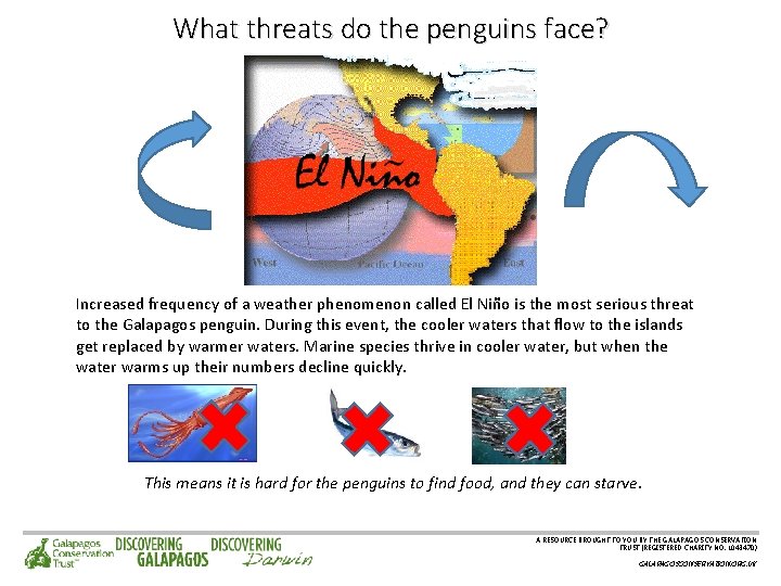 What threats do the penguins face? Increased frequency of a weather phenomenon called El