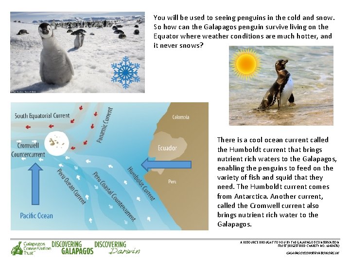 You will be used to seeing penguins in the cold and snow. So how