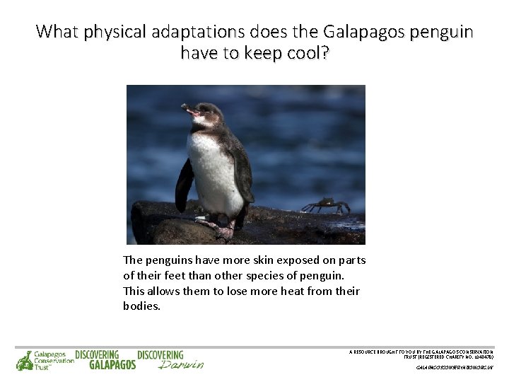 What physical adaptations does the Galapagos penguin have to keep cool? The penguins have