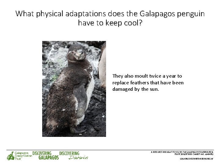 What physical adaptations does the Galapagos penguin have to keep cool? They also moult