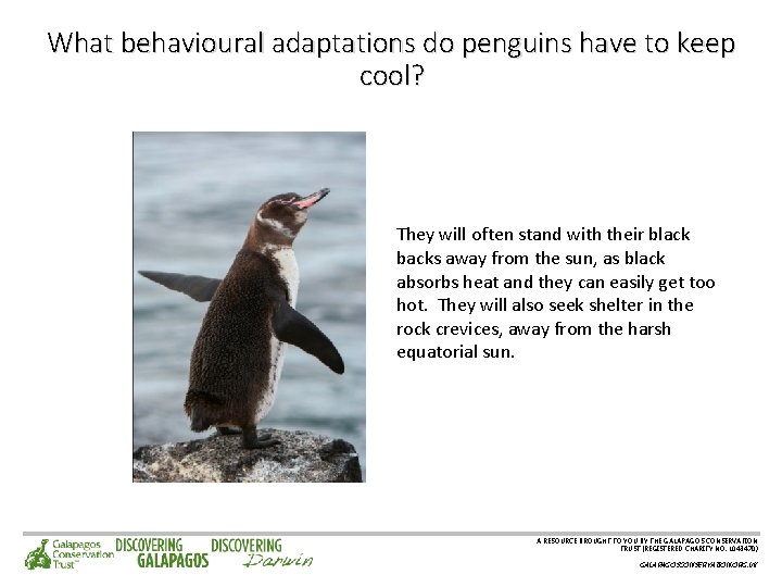 What behavioural adaptations do penguins have to keep cool? They will often stand with