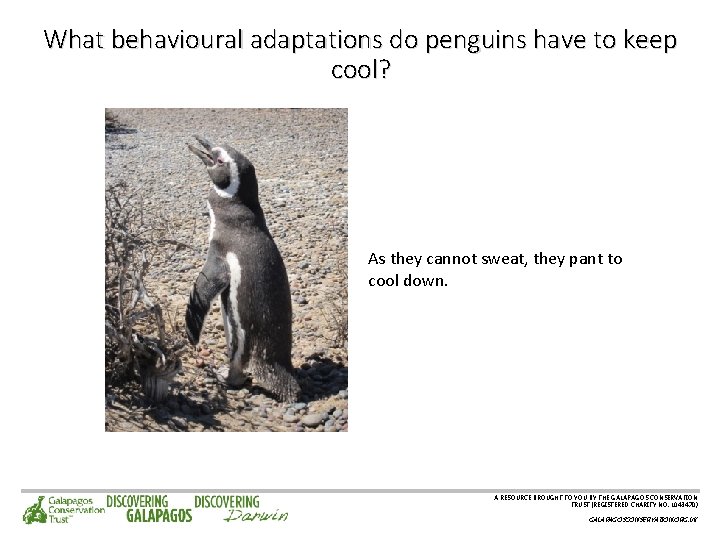 What behavioural adaptations do penguins have to keep cool? As they cannot sweat, they