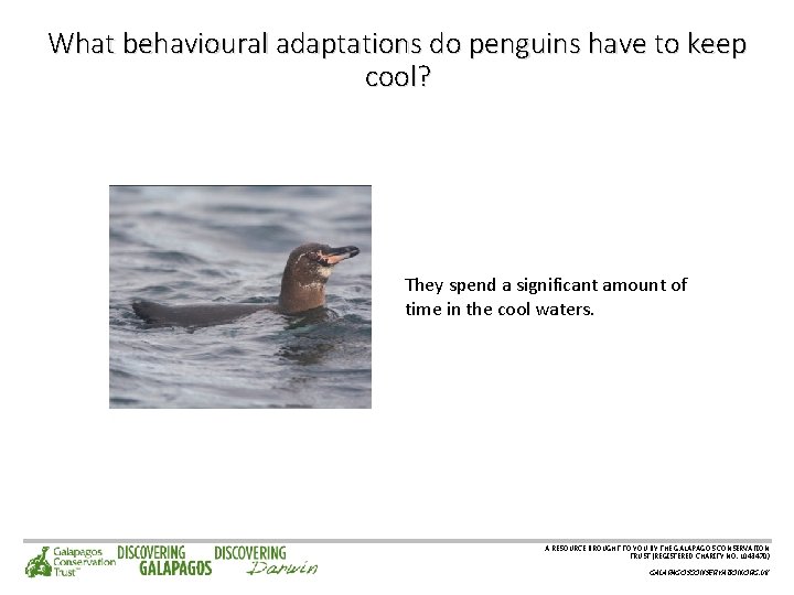 What behavioural adaptations do penguins have to keep cool? They spend a significant amount
