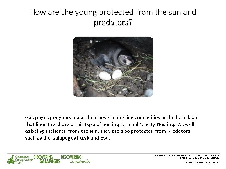 How are the young protected from the sun and predators? Galapagos penguins make their