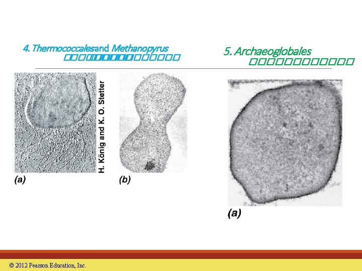 4. Thermococcales and Methanopyrus ������������ © 2012 Pearson Education, Inc. 5. Archaeoglobales ������ 