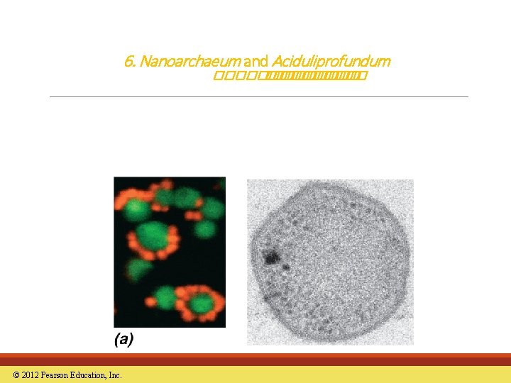 6. Nanoarchaeum and Aciduliprofundum ������� © 2012 Pearson Education, Inc. 