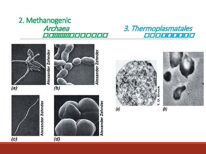 2. Methanogenic Archaea ���������� 3. Thermoplasmatales ������ 