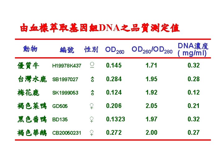 由血樣萃取基因組DNA之品質測定值 動物 編號 性別 OD 260/OD 280 DNA濃度 ( mg/ml) 優質牛 H 19978 K