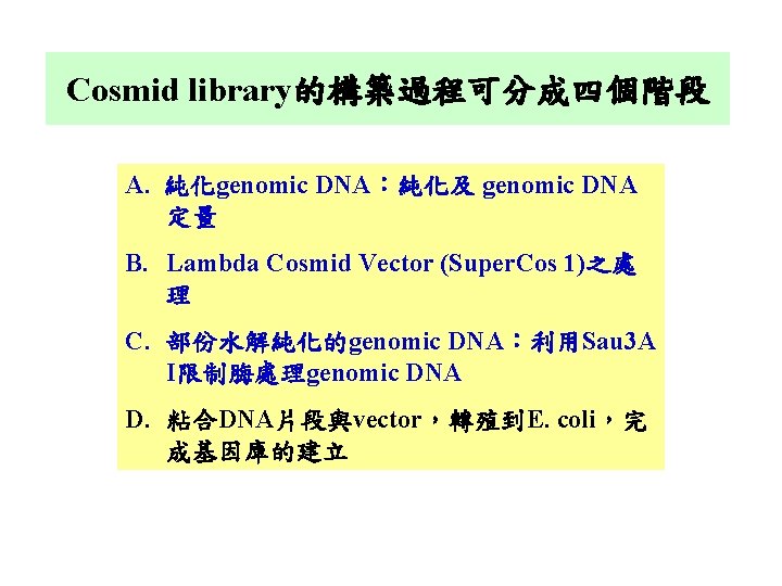 Cosmid library的構築過程可分成四個階段 A. 純化genomic DNA：純化及 genomic DNA 定量 B. Lambda Cosmid Vector (Super. Cos