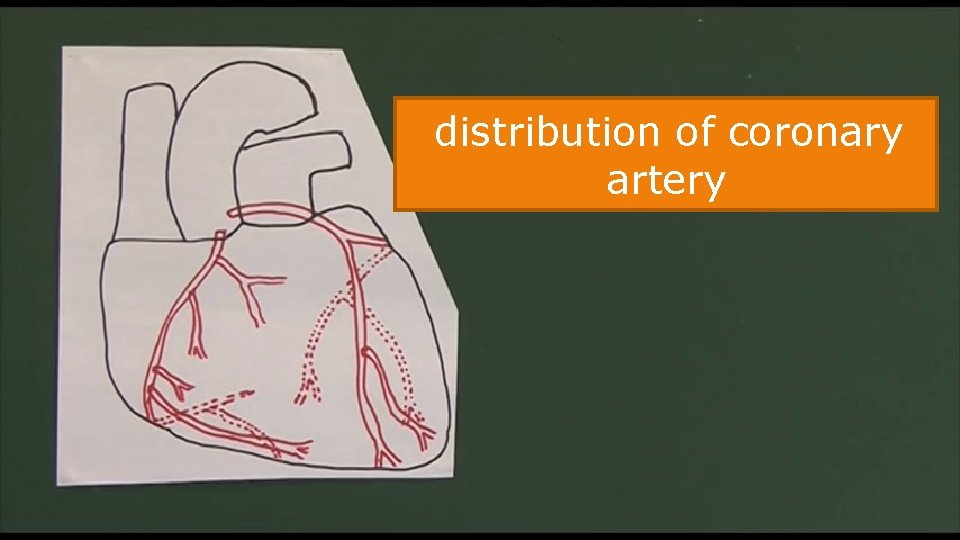 distribution of coronary artery 