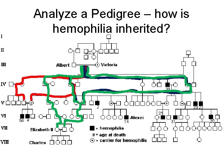 Analyze a Pedigree – how is hemophilia inherited? 