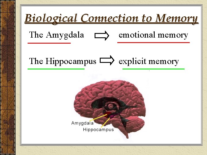 Biological Connection to Memory The Amygdala emotional memory The Hippocampus explicit memory 