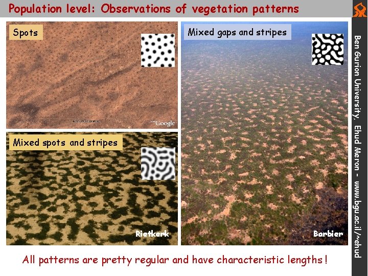 Population level: Observations of vegetation patterns Mixed spots and stripes Rietkerk Barbier All patterns