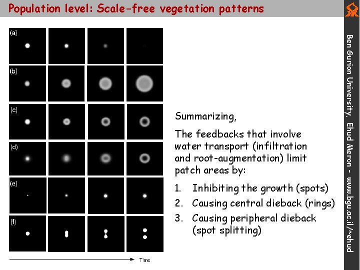 Population level: Scale-free vegetation patterns Switching on the infiltration c=10, =0. Patch area limited