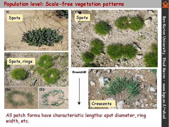 Population level: Scale-free vegetation patterns Spots, rings Crescents All patch forms have characteristic lengths: