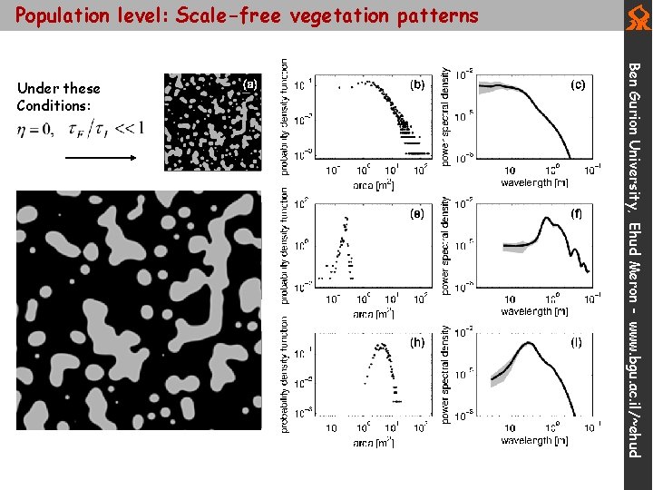 Population level: Scale-free vegetation patterns Switching on root augmentation > 0 Decreasing I ,